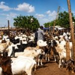 Niger’s unexpected trade shift: a month-long livestock lifeline to Algeria amidst southern market restrictions