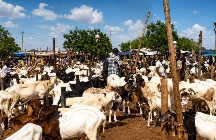 Burkina Faso’s livestock export halt: a risky gamble before Tabaski