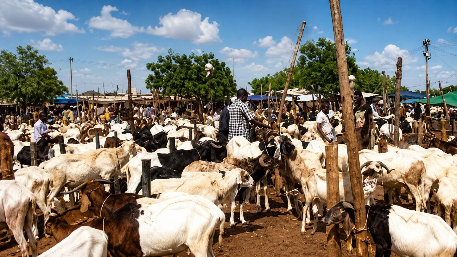 Burkina Faso’s livestock export halt: a risky gamble before Tabaski