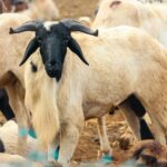 Sénégal: political tensions escalate as Kaolack officials questioned in CDC case