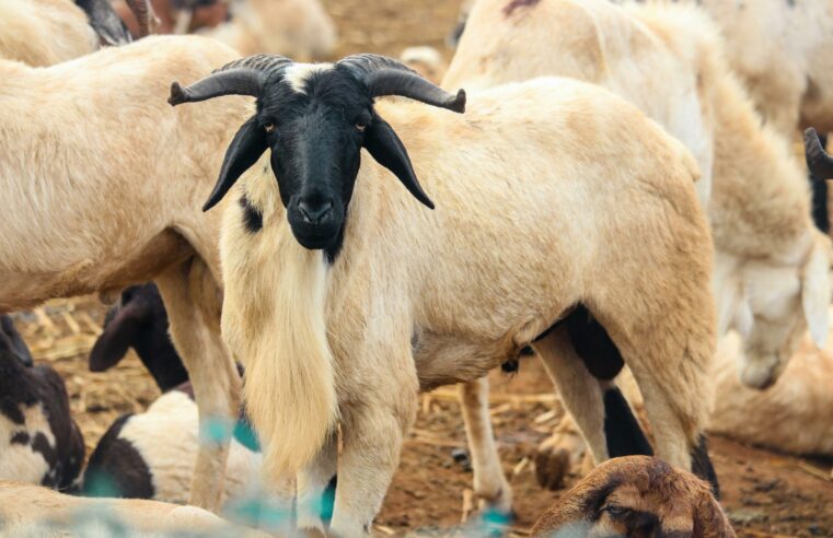 Sacrificing savings: how tabaski pushes senegalese into debt