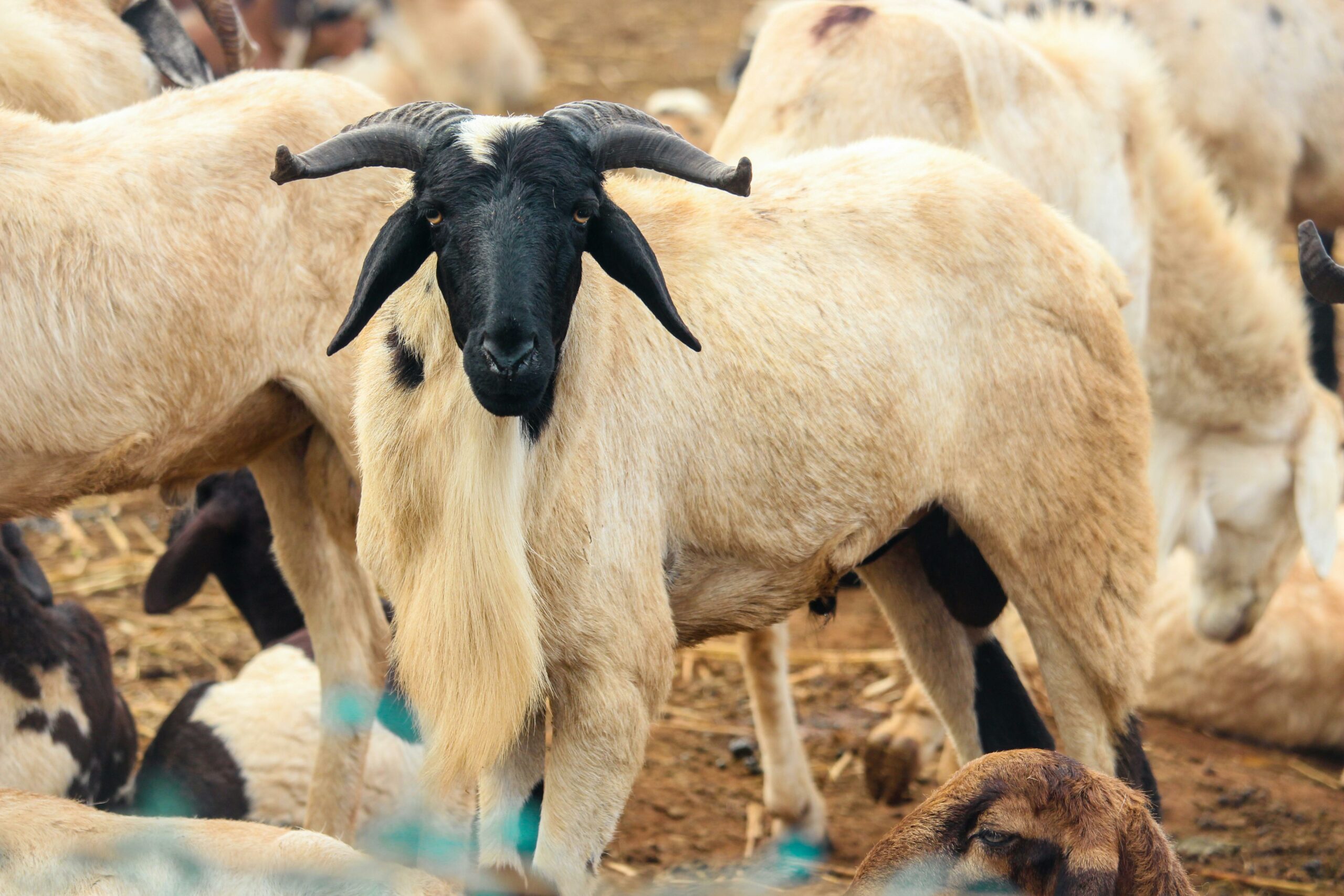Sacrificing savings: how tabaski pushes senegalese into debt
