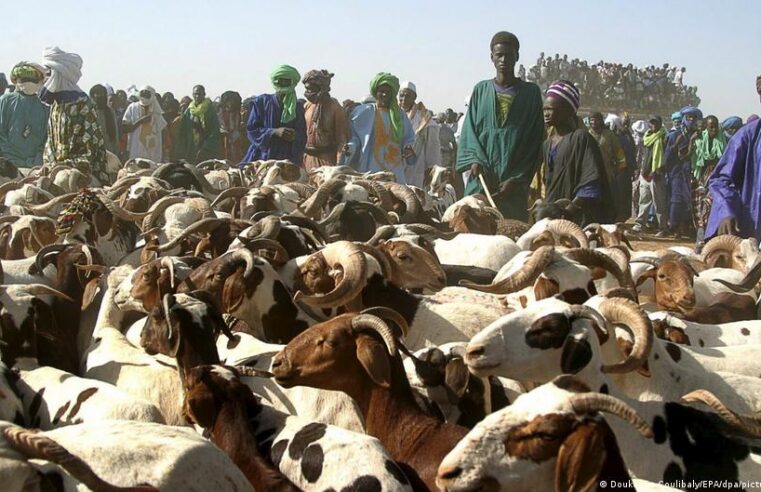 Mali military secures sheep convoys ahead of Tabaski in Bamako