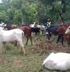 Mercenaries and centrafrican troops accused of cattle raids in ndele