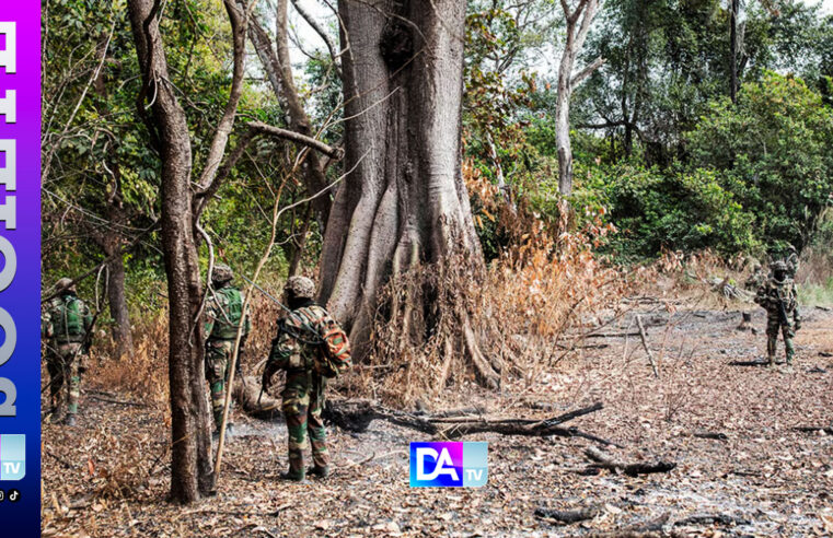 Casamance conflict rebels weakened by cannabis crackdown in Senegal