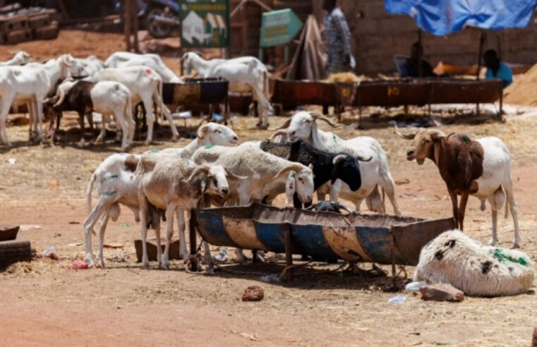 Bamako families face eid al-adha feast under jihadist siege