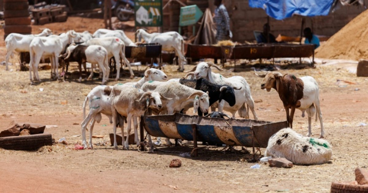 Bamako families face eid al-adha feast under jihadist siege