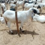 Niger’s record deflation: economic relief with hidden risks