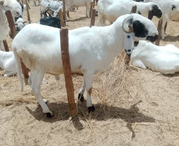Niamey’s tabaski surge: skyrocketing sheep prices strain budgets