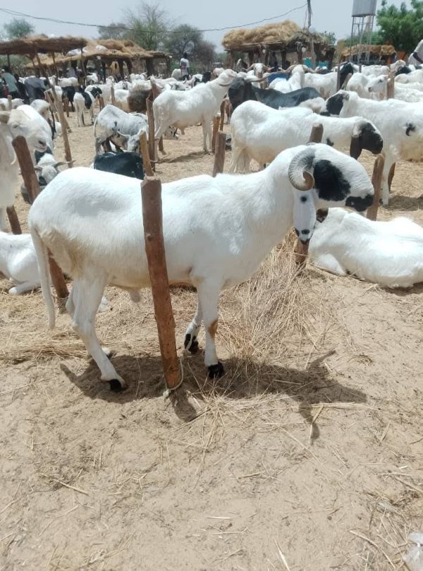 Niamey’s tabaski surge: skyrocketing sheep prices strain budgets