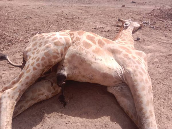 Niger loses iconic giraffe calf in gadabedji reserve tragedy