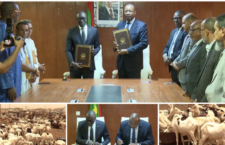 Mauritania boosts sheep exports to Senegal for tabaski amid regional security shifts