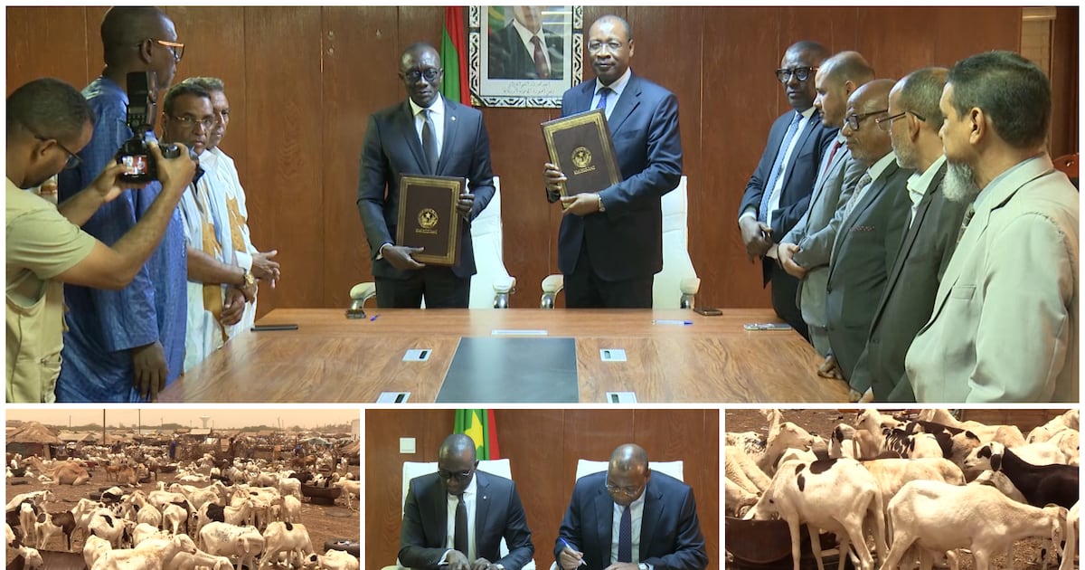 Mauritania boosts sheep exports to Senegal for tabaski amid regional security shifts