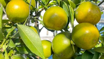 Captivé par le jardin sur le toit, débordant de fruits qui se conservent des années.