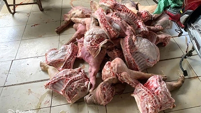 Créer un groupe de travail interministériel chargé d'inspecter la situation en matière d'abattage illégal d'animaux.
