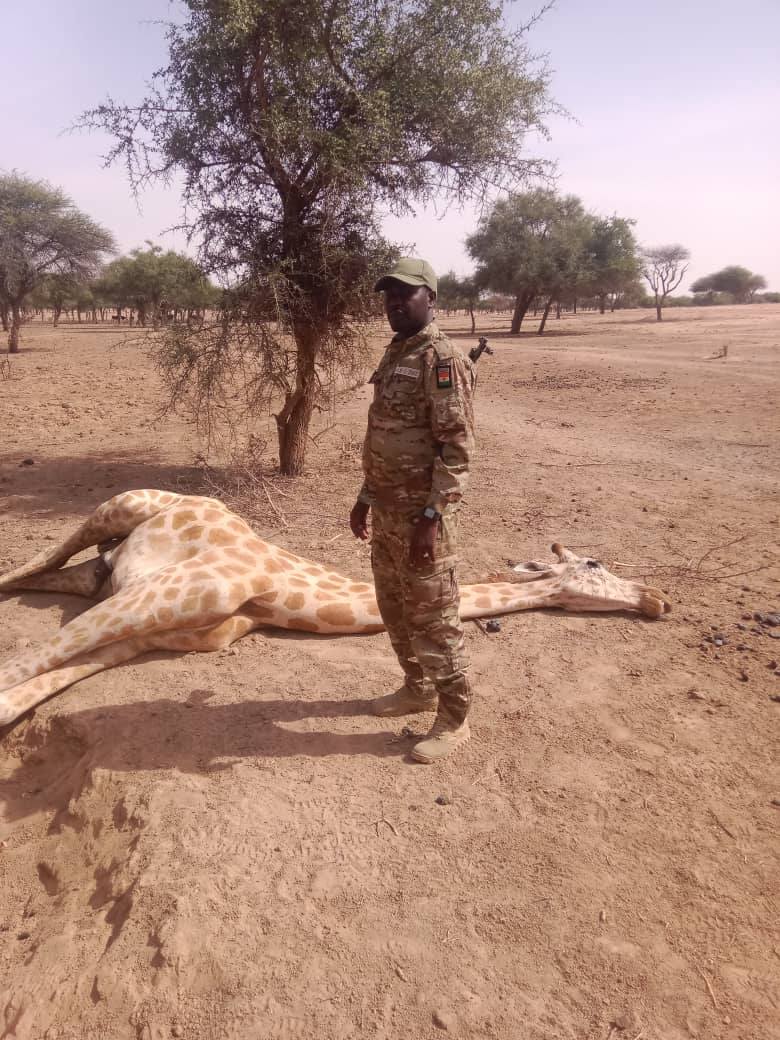A giraffe calf in the Gadabedji reserve