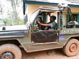 Centrafrican timber firms accused of Wagner-style tactics and tax evasion