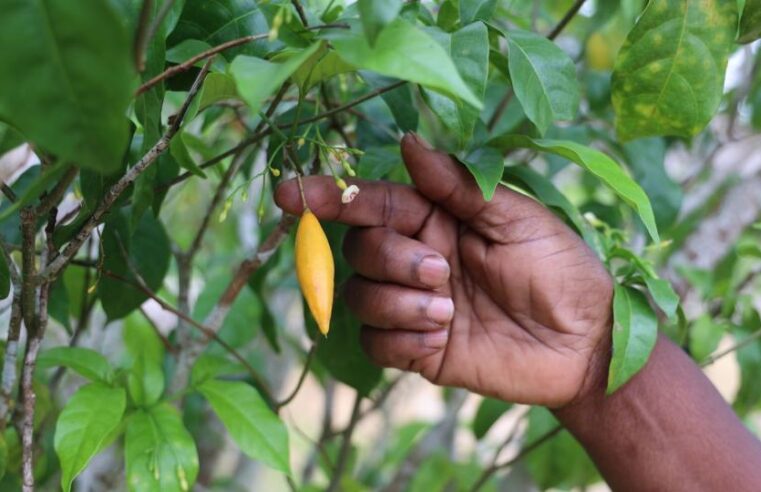 Iboga Gabon harnessing traditional plant for global health breakthrough
