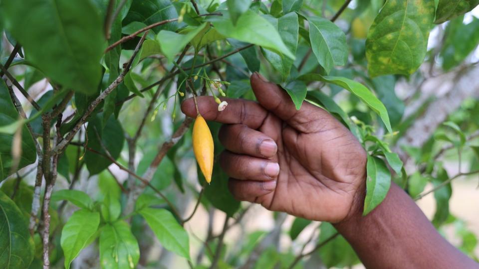 Iboga Gabon harnessing traditional plant for global health breakthrough
