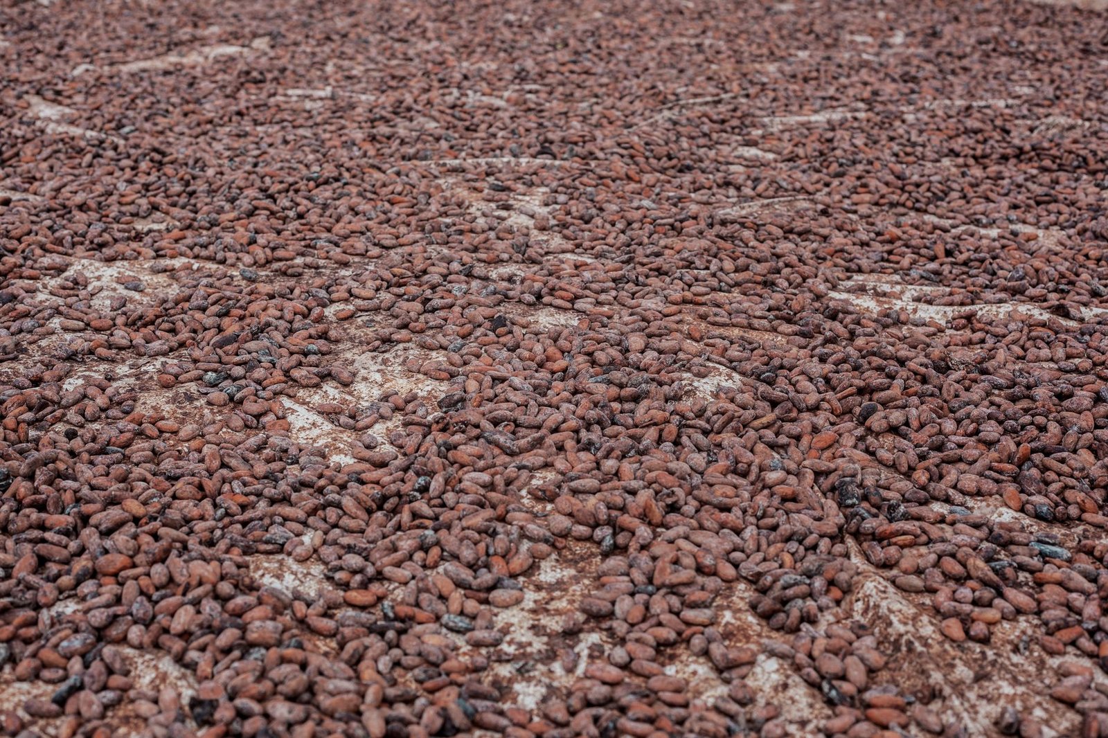 Cameroun: Cacao atteint un nouveau record de 2 600 FCFA en fin de campagne