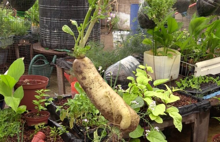 Bamako’s organic markets thrive with local, short supply chains