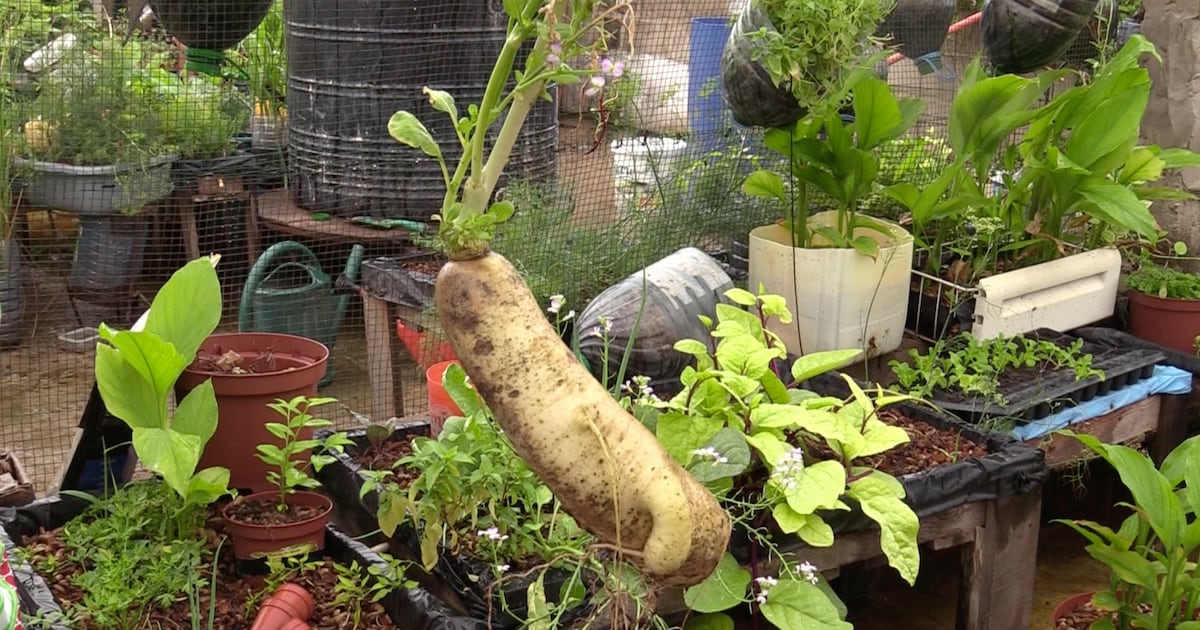 Bamako’s organic markets thrive with local, short supply chains