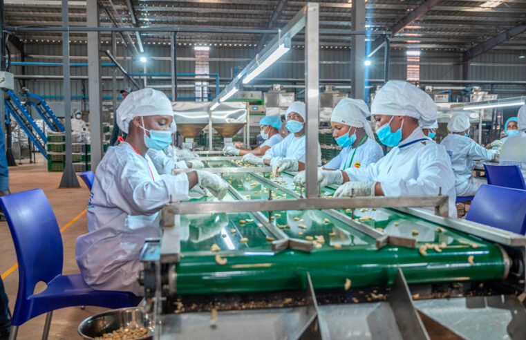 Ivoirian cashew sector secures funding boost for local processing plants