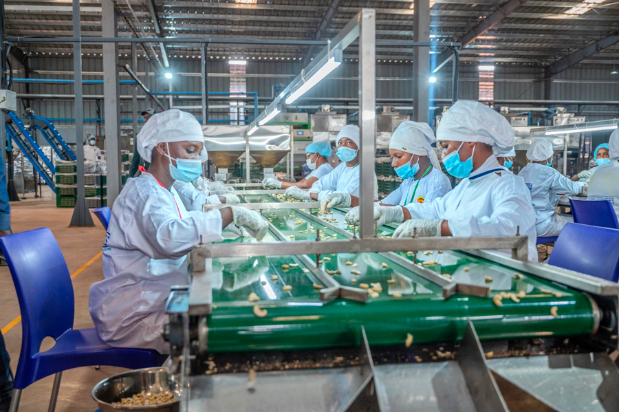 Ivoirian cashew sector secures funding boost for local processing plants