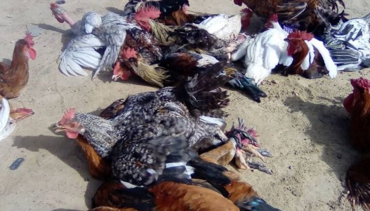 Rising poultry prices in ati Chad strain households and traders