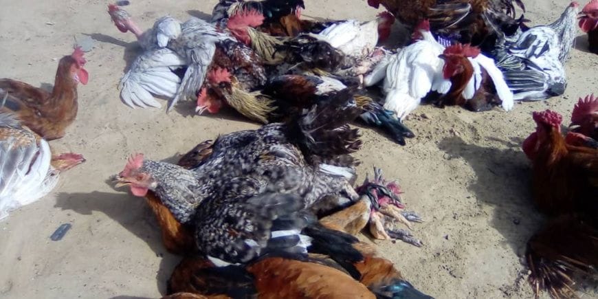 Rising poultry prices in ati Chad strain households and traders