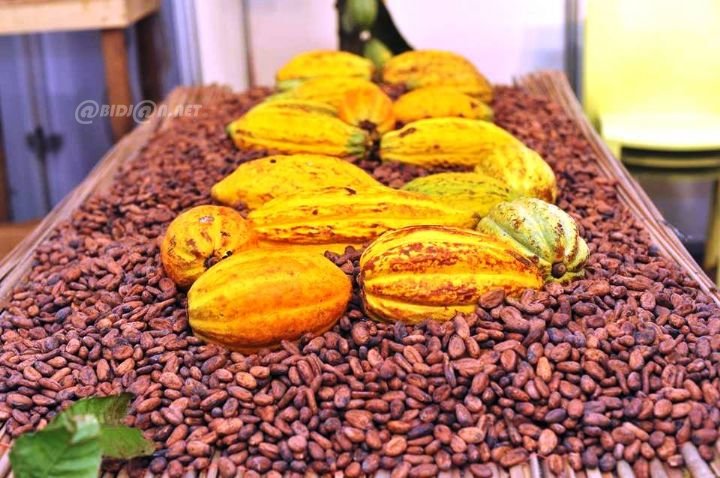Côte d’Ivoire/ JNCC 2026: les prix bord champ de la campagne café