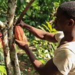 Benin advances agricultural insurance to safeguard farmer livelihoods