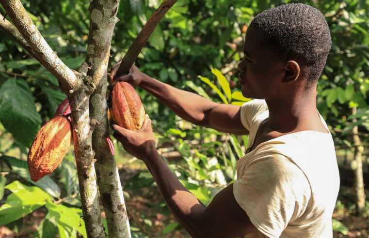 Cameroon cocoa farmers face tough times amid market shifts