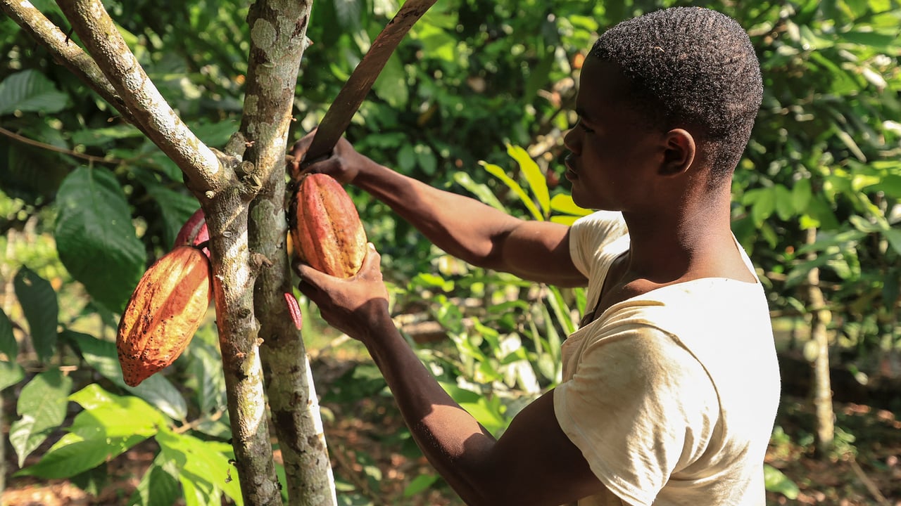 Cameroon cocoa farmers face tough times amid market shifts