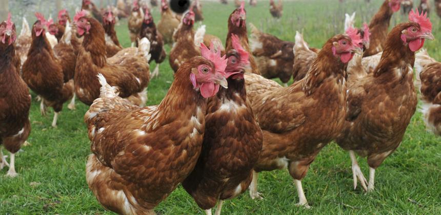 Gabon’s chicken dilemma: balancing food security with global trade rules