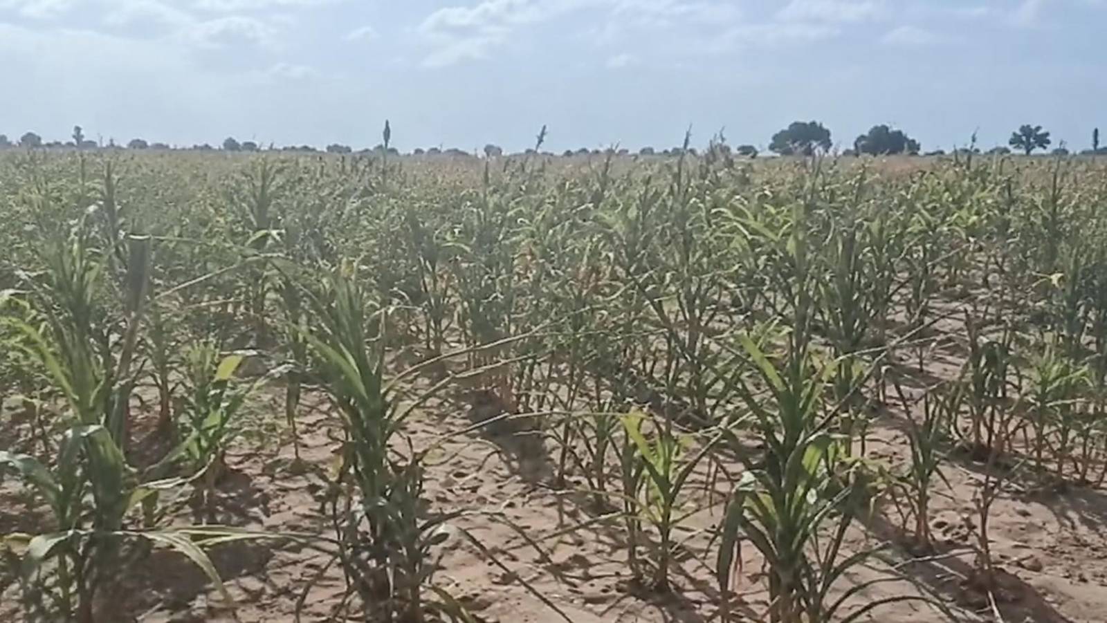 Aftermath in Tougan: Burkina Faso’s farmers weigh debt, debate and the future of food sovereignty
