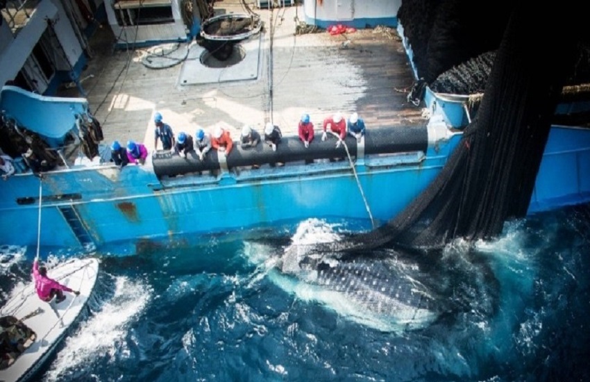 Gabon’s fisheries future: can Libreville rewrite the rules with the EU?