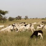Niger detenues journalist Moussa Kaka without charges: rights groups escalate pressure